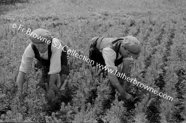 FARMING MEN WORKING IN FIELDS